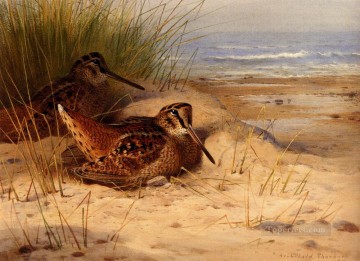  bird Oil Painting - Woodcock Nesting On A Beach Archibald Thorburn bird